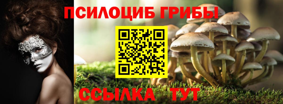 Псилоцибиновые грибы Cubensis Гулькевичи